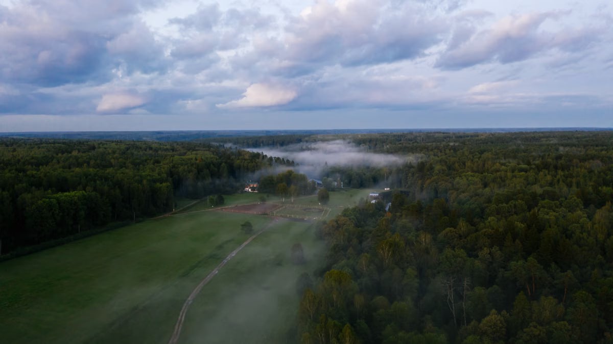A serene aerial shot of a lush green forest with a blanket of fog in a peaceful summer landscape.